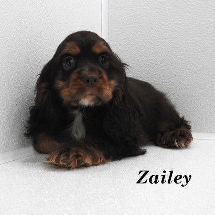 puppy, for, sale, Cocker Spaniel, Joe & Cherri  Overlease, dog, breeder, Miller, MO, dog-breeder, puppy-for-sale, forsale, nearby, find, puppyfind, locator, puppylocator, aca
